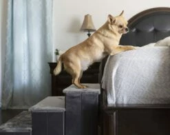 Charcoal -Pet Supplies Sales Shop 08061033 1