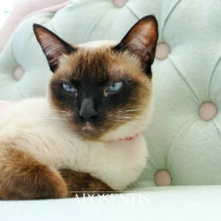 Jackelyn -Pet Supplies Sales Shop Aposentis Canopy chesterfield europa uniao europeia portatil conveniente desmontavel viagem viajando viajando personalizacao Bespoke All Sizes size big small large extra dollar millio