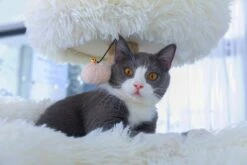 Castle 17 Castle -Pet Supplies Sales Shop CT210397 08