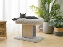 Ivory -Pet Supplies Sales Shop CT220421 a 3bee9510 6253 44df 83fd 5d18844111f3