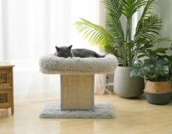 Ivory -Pet Supplies Sales Shop CT220421 b485fc0e cd2d 40da 99bc 1ec6d6fed3f0