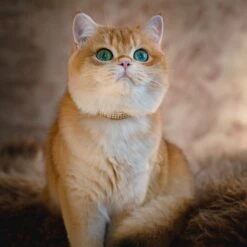 3 Row Gold Giltmore 1/2" Cat Collar 9 3 Row Gold Giltmore 1/2" Cat Collar -Pet Supplies Sales Shop DSC04631.cropped