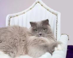 Royal Davenport Luxury Pet Bed -Pet Supplies Sales Shop PB140040 1 edited 2 5d4774bd f55e 4836 bde6 540b12ce2d7f