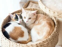 Cozy -Pet Supplies Sales Shop cf9eda 75130fa6e99f4e099ce32c595bd34eec mv2 c8cea54e fd86 4c5b 8291 11a5efc0b410