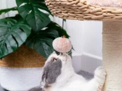 Lookout -Pet Supplies Sales Shop cf9eda a08e50cb237946d48411dedc18bc66e8 mv2 1d5ebfe9 e880 4eae a371 1b7fdc776f68