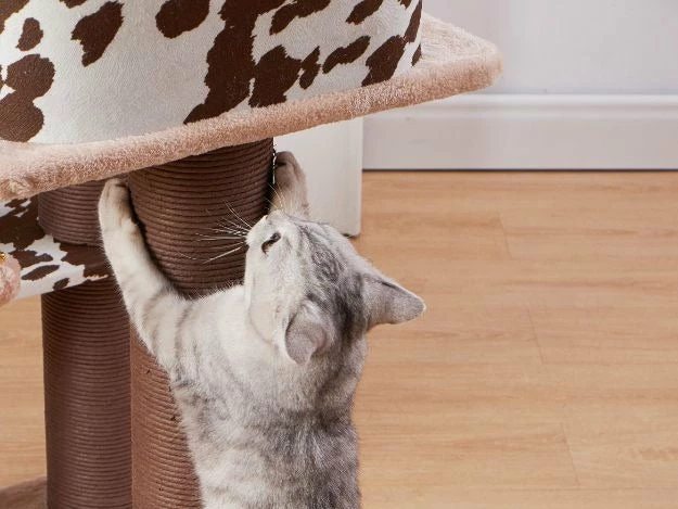 Cowboy 8 Cowboy - Image 6