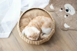 Cozy Nest 13 Cozy Nest -Pet Supplies Sales Shop cf9eda b58583bf044f485e9ff92a0e1a9b29da mv2 f46cc56c 2d6c 4937 8e28 31aa152ef25b
