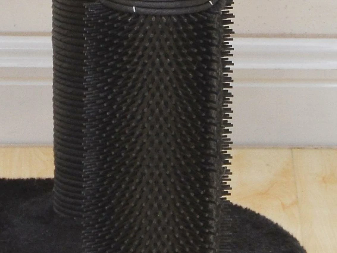 Zebra Perch 5 Zebra Perch - Image 3