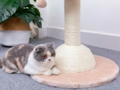 Lookout -Pet Supplies Sales Shop cf9eda fb30a0d5abca47b2b2e1f8e4b512d7a4 mv2 6eb44cee 066d 4c0f a122 4c655bbea741