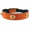 Royal In Tangerine & Gold -Pet Supplies Sales Shop royal in tangeri 4f57deaf71c04 ed9573fa 6805 4d1a bb7d b6f8ebeb3d28